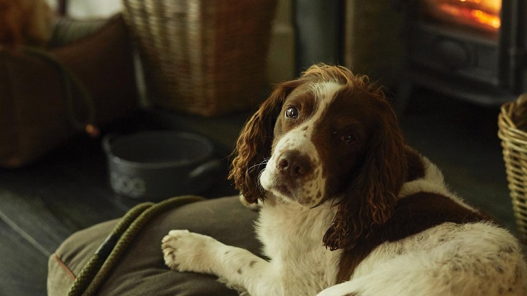 A spaniel dog relaxing by the fire in Rothay Manor, home to a dog-friendly restaurant in the Lake District